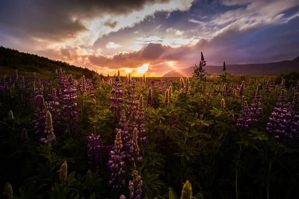 Zlanda Tipik Çiçekler Lupin Lupinus Polyphyllus Güzel Renklerle Muhteşem Günbatımında — Stok fotoğraf