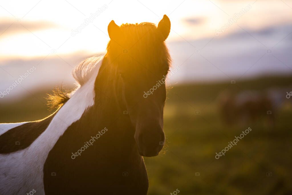 Wild horse in Iceland, close up view with mountains in background, wildlife in Iceland
