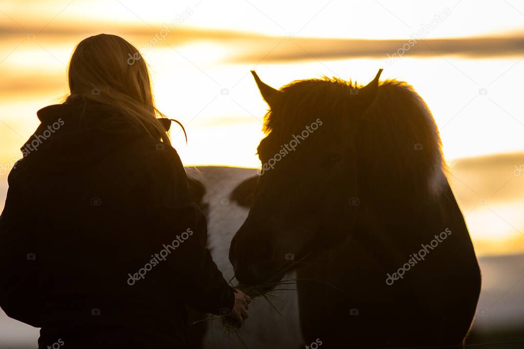 Girl with horse during sunset in Iceland, relationship, love between human (people) and animal beautiful wild horses with amazing view, summer sunset atmosphere, travel in Iceland