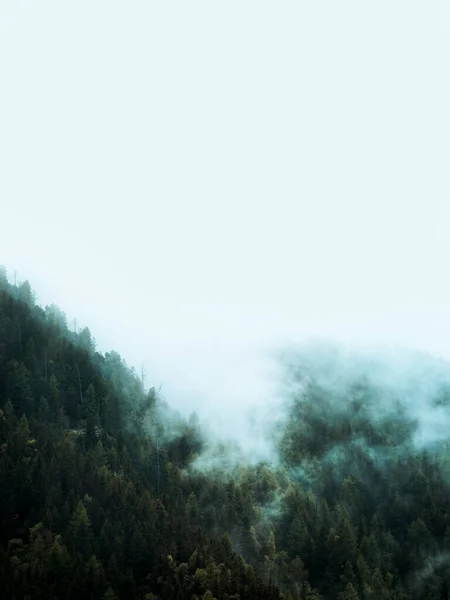 雾蒙蒙的森林 令人惊奇的背景和心情 雨后山上白雾覆盖的绿色云杉林 可用作旗帜 — 图库照片