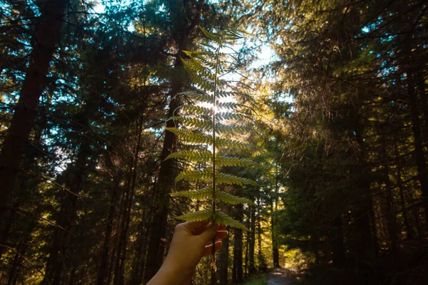 Salva Mundo Planeta Las Plantas Vida Protégelo Problemas Ambientales Globales —  Fotos de Stock