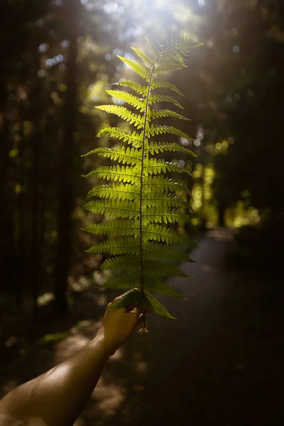 Red Wereld Planeet Planten Leven Bescherm Het Wereldwijde Milieuproblemen Met — Stockfoto