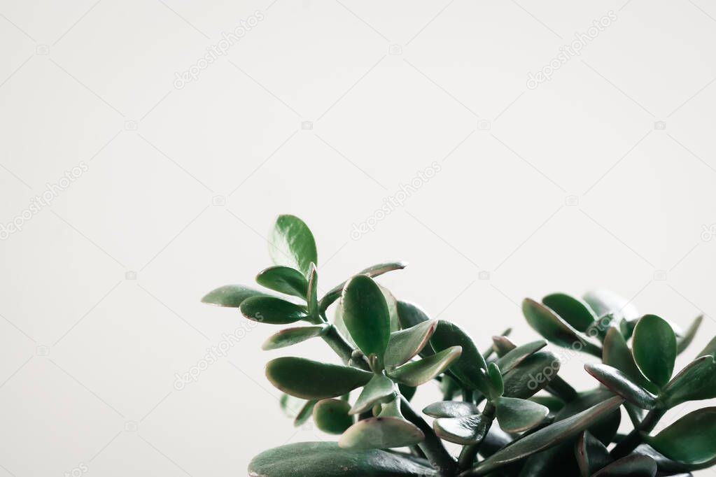 Cute plant in pots, houseplant,nice background, green planet