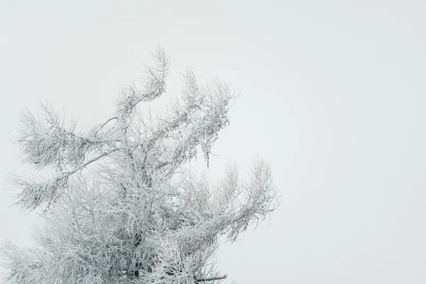 Vackert Fruset Landskap Täckt Med Snö Användbar Som Bakgrund För — Stockfoto
