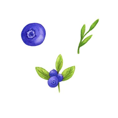 Suluboya yaban mersini. Çizimi ayarla. İzole edilmiş. Yemek kitabı, yemek tarifleri, kartlar ve botanik dergilerinin içeriği.