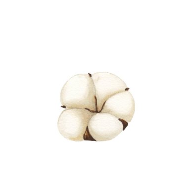 Suluboya şeklinde suluboya pamuk çiçeği izole edilmiş. Arkaplan, doku, kart, çerçeve için Aquarelle yabani çiçeği