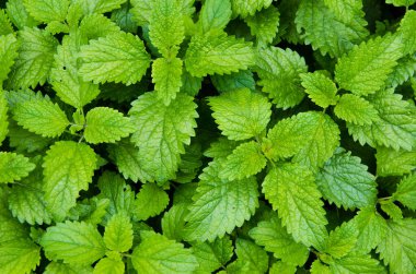 Nane bitkisi sebze bahçesinde yetişir.