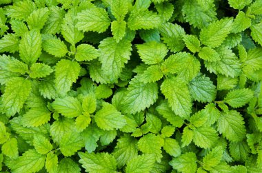 Nane bitkisi sebze bahçesinde yetişir.