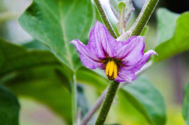 Patlıcan çiçekleri polenlerin içinde çiçek açar..