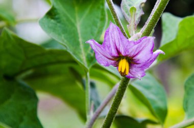 Patlıcan çiçekleri polenlerin içinde çiçek açar..
