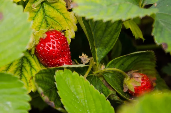 Eine Sommerreife Erdbeere Garten — Stockfoto