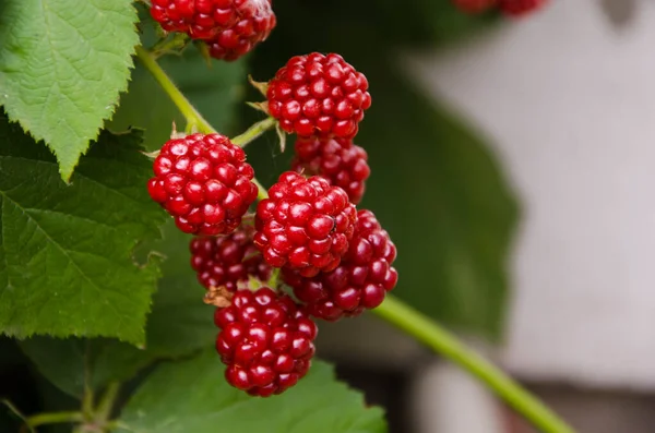 Rote Brombeeren Baum Beerensträuße — Stockfoto