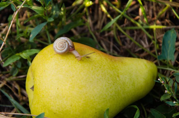 Ett Gult Päron Ligger Marken Liten Snigel Kryper Över Päronet — Stockfoto