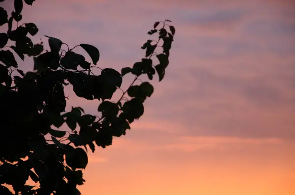 Pflanzensilhouette Vor Dem Hintergrund Des Sonnenuntergangs — Stockfoto