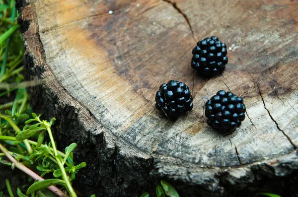 Drei Brombeeren Schwarz Auf Einem Querschnitt Einer Holzscheibe Mit Wachstumsringen — Stockfoto