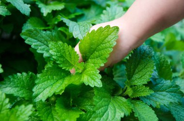 Kız bahçede nane şekeri topluyor.