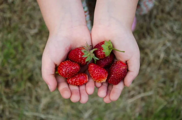 Girl Holding Red Strawberry Street — Stock Photo, Image