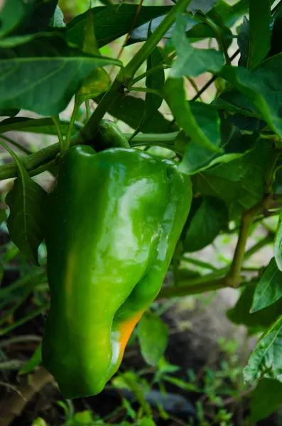 Green Pepper Hanging Growing Garden Stock Picture