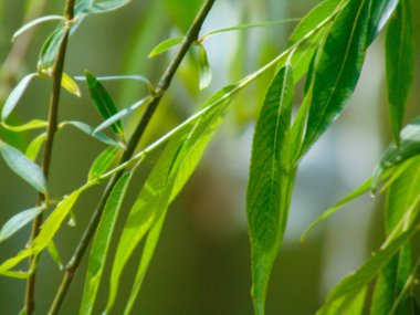 Mayıs ayında taze yeşiller, güneşin altındaki bir ağaçta yeşil yapraklar, yeşil arka plan, yaz faunası, ön plan, yaprak yapısı.