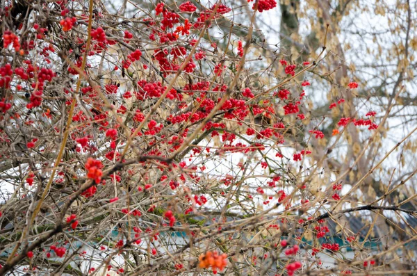 Vinterfrusen Viburnum Snön Viburnum Snön Röda Bär — Stockfoto