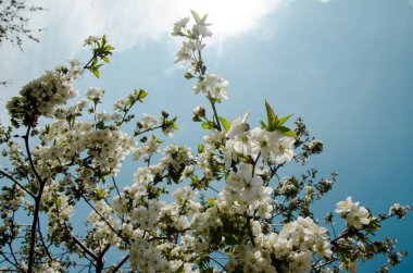 Bahar zamanı çiçek açan elma ağacı..