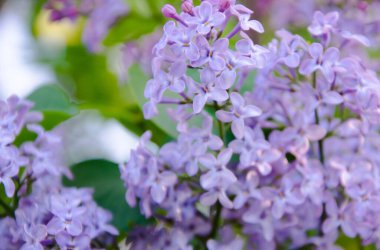 Çiçek açan dallar, seçici odak