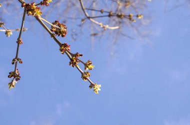 Bahar zamanı çiçek açan elma ağacı..