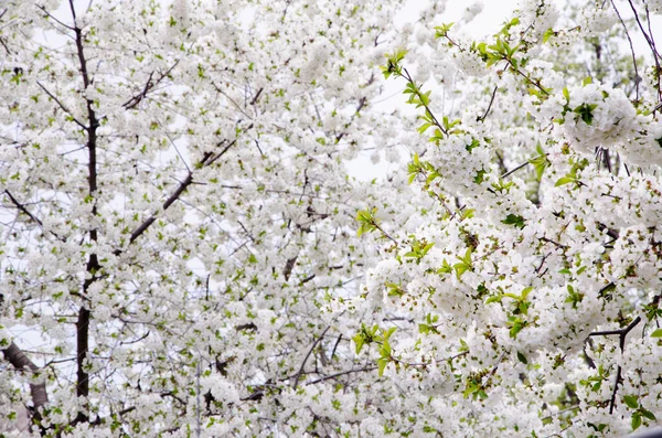 Bahar zamanı çiçek açan elma ağacı..