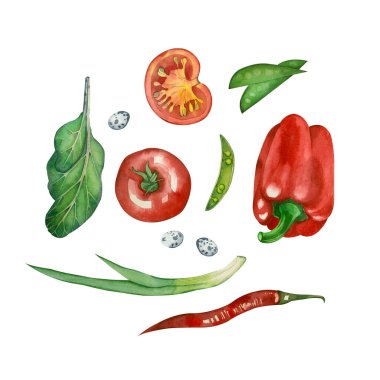 Beyaz arka planda izole edilmiş suluboya çizimler. Mevsimlik sebzeler: domates, marul, tatlı kırmızı biber, acı biber, fasulye, taze bezelye. Menü tasarımı, tekstil ve desen için uygun.