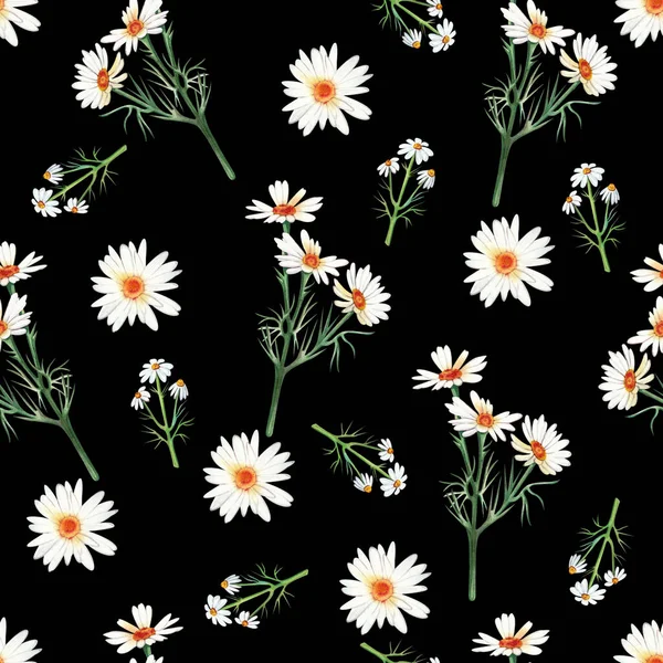 Seamless pattern of chamomile on a dark background hand-painted in watercolor. — Stockfoto