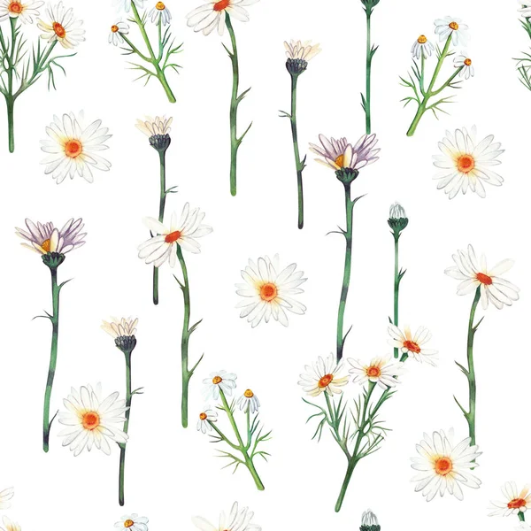 Seamless pattern of chamomile on a white background hand-painted in watercolor. — 图库照片