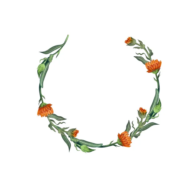 En krans av ringblomma blommor i ljus orange färg handmålade i akvarell på en vit bakgrund. Lämplig för utformning av vykort, inbjudningar, etiketter av kosmetika och läkemedel. — Stockfoto