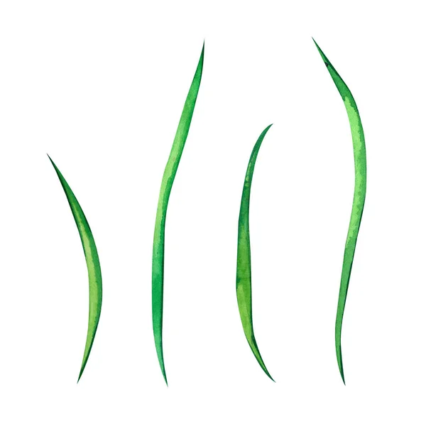 Conjunto de elementos de acuarela dibujados a mano sobre un fondo blanco. Jóvenes brotes verdes de hierba. Adecuado para diseño, decoración de Pascua. —  Fotos de Stock