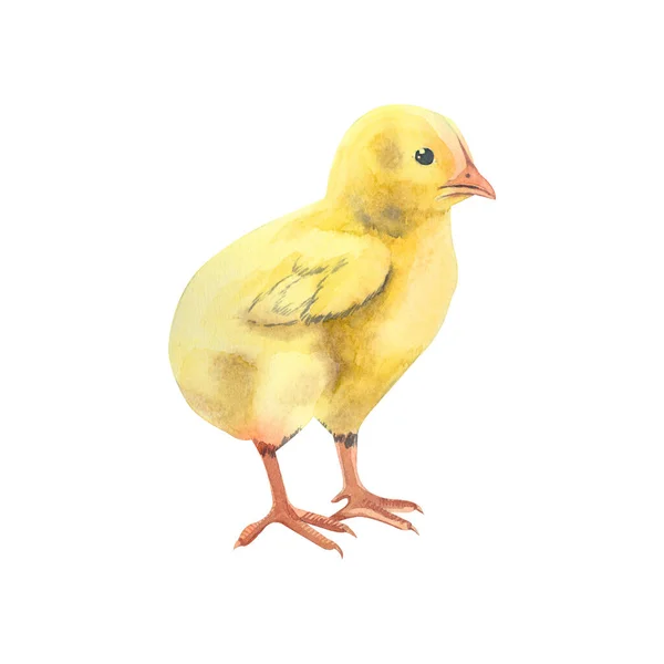 Dibujo de un pollo amarillo pintado a mano en acuarela y aislado sobre fondo blanco. Adecuado para el diseño de impresión, textiles, para la creación de carteles y postales para Pascua. —  Fotos de Stock