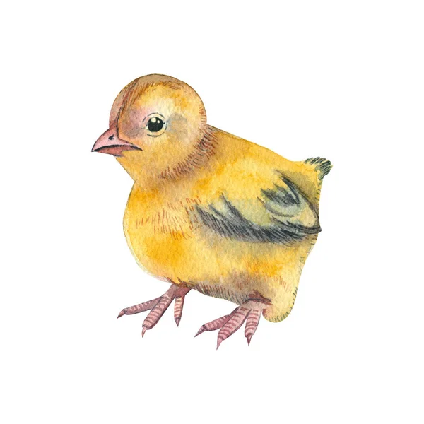 A drawing of a yellow chicken hand-painted in watercolor and isolated on a white background. Suitable for printing design, textiles, for creating posters and postcards for Easter. — Stock Photo, Image