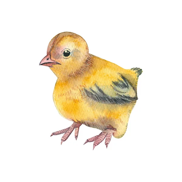水彩で描かれた黄色い鶏の手描きで、白い背景に孤立しています。印刷デザイン、テキスタイル、イースターのためのポスターやポストカードを作成するために適しています. ロイヤリティフリーのストック画像