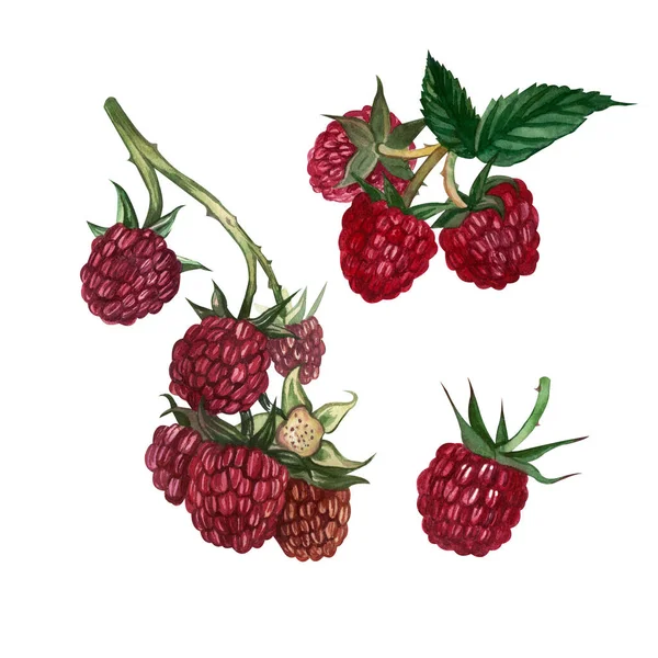 A set of hand-painted watercolor elements: red raspberry, raspberry branch with green leaves isolated on a white background. Suitable for the design of postcards, labels, food packages. — Stock Photo, Image