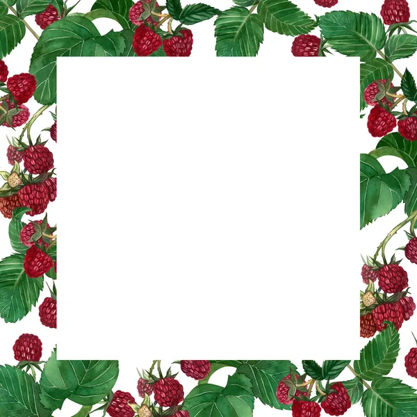 赤いラズベリーの果実とその葉の正方形のフレーム。要素は水彩で手描きされています。デザイン、ポストカードデザイン、メニュー、製品パッケージ、ラベル作成に適しています. ロイヤリティフリーのストック写真