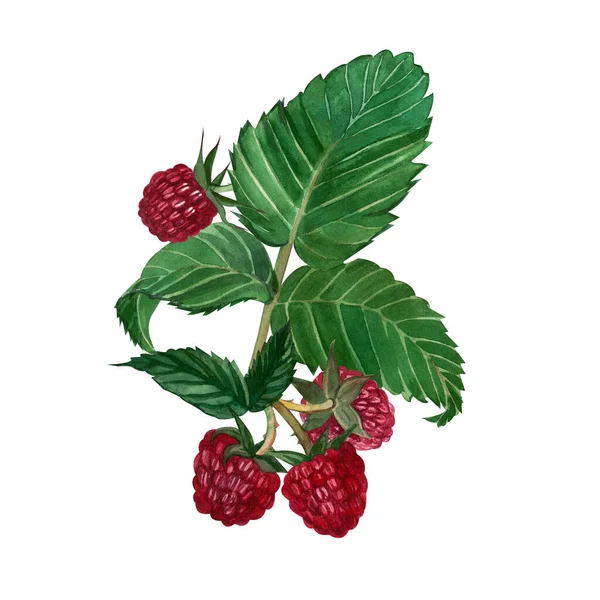 물감 재료로 손으로 그린 수채화, 붉은 라즈베리의 가지, 그리고 하얀 배경에 분리 된 녹색 잎으로 구성된 작품. — 스톡 사진