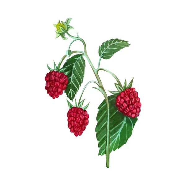 A composition of watercolor elements hand-painted with watercolor, a branch of red raspberry and a green leaf isolated on a white background. — Stock Photo, Image