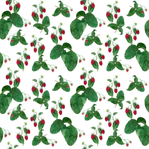 白を基調に、ラズベリーと緑の葉が水彩で手描きで描かれたシームレスなパターン. ストック画像