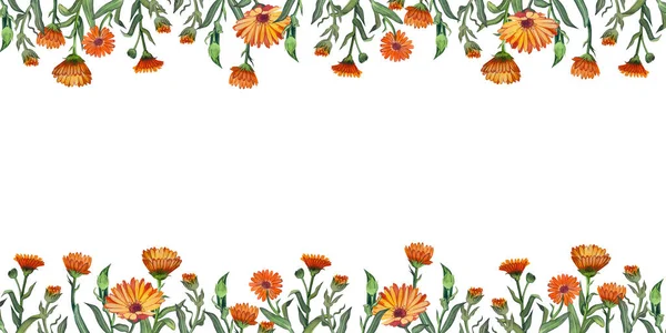 Rectangular banner of orange calendula flowers on a white background hand-painted in watercolor. — Stock Photo, Image