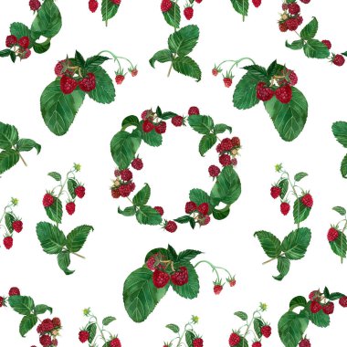 Beyaz arka planda suluboya ile boyanmış ahududu ve yeşil yapraklı kusursuz desenler. Tasarım, tekstil ve hatıra defteri için uygun.