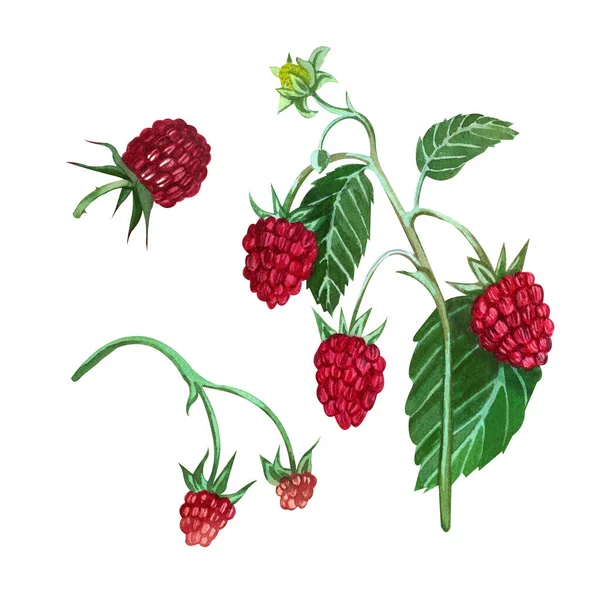 手描きの水彩画の要素のセット 赤いラズベリー 白い背景に孤立した緑の葉を持つラズベリーの枝 ポストカード ラベル 食品パッケージのデザインに適しています ストック写真
