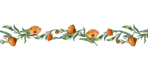 明るいオレンジ色のカレンデュラの花の組成 白い背景に水彩で手描き ポストカード 招待状 化粧品 医薬品ラベルのデザインに適しています ストックフォト