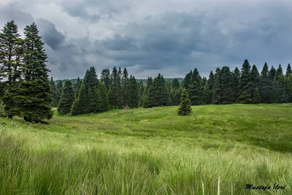 夏の山の美しい自然の風景 — ストック写真