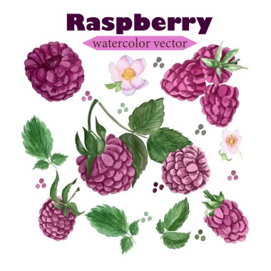 İzole edilmiş suluboya pembe ahududu seti, yapraklar, çiçekler