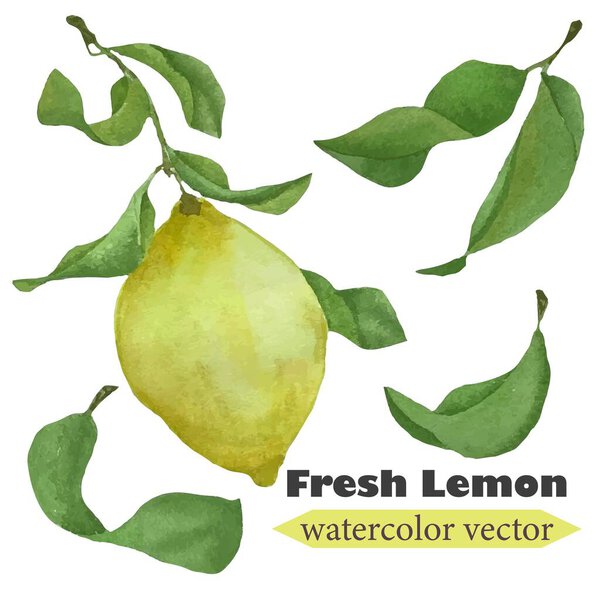 watercolor vector set similiar lemon with leaves