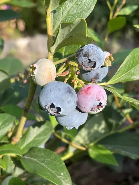 Fresh organic blueberries on bushes on nature background. Food plantation  blueberry field, orchard. Blueberries ripen on the bush. Blueberry bush. Growing berries in the garden