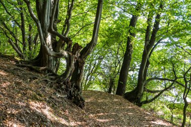 Çekoslovakya ormanlarında sonbahar yürüyüşü.